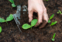 Trapianto delle piantine da orto 957 0 Il trapianto delle piantine da orto_ok